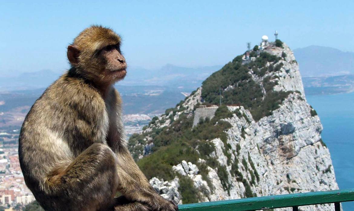 monos.jpg